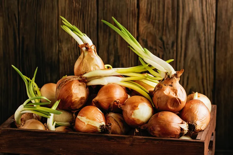 how to prevent onions from sprouting