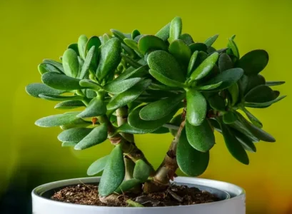how to propagate a money tree tips for beginners