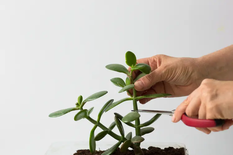 how to propagate a money tree with shoot cuttings or leaf cuttings