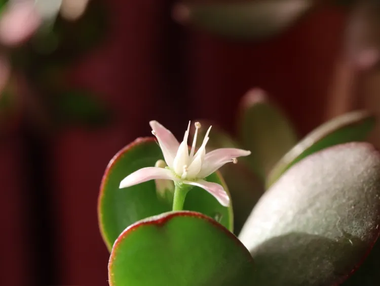 is it possible to make a jade tree bloom