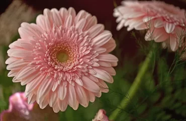 is the gerbera an indoor plant how to plant the gerbera and keep it in winter