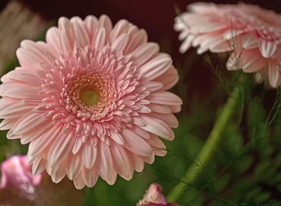 is the gerbera an indoor plant how to plant the gerbera and keep it in winter