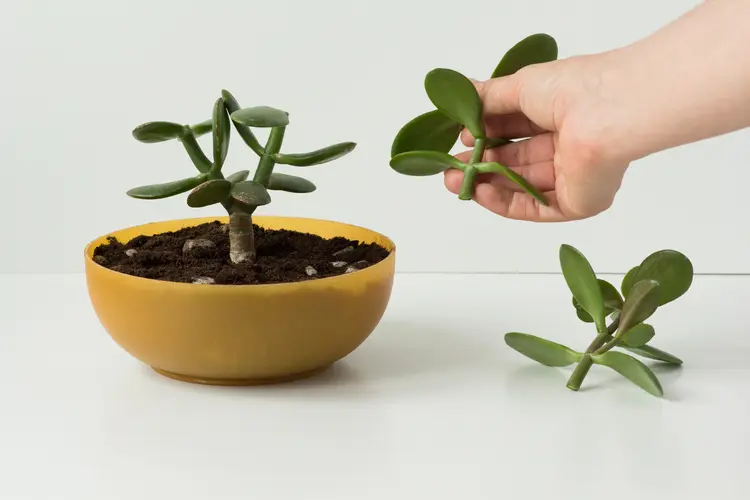 propagate a money tree by cuttings in a pot with the right soil