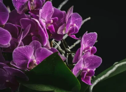 what to do with the aerial roots of orchids should you cut them