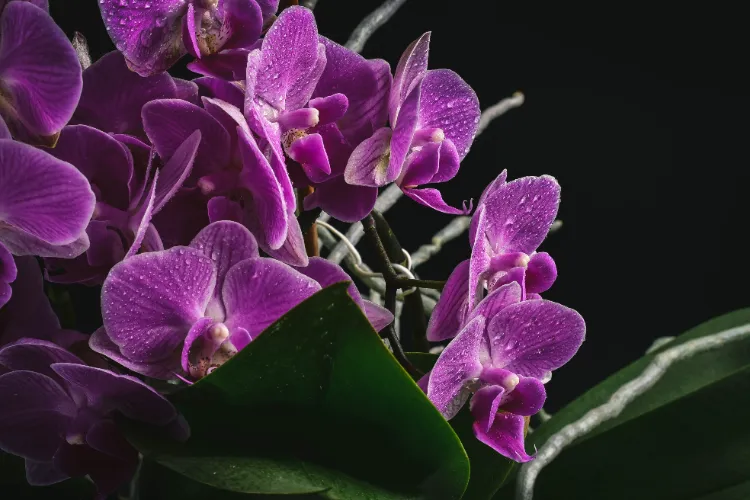 what to do with the aerial roots of orchids should you cut them