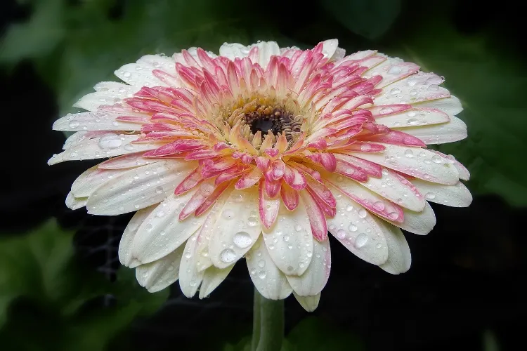 where to plant gerbera how to plant when watering winter maintenance indoor in pot in ground fertilizer