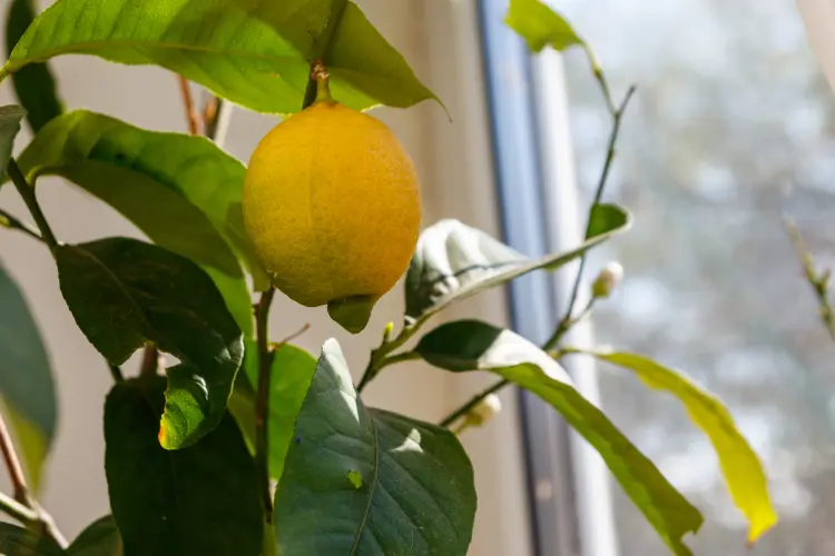 which plants can be watered with milk lemon tree