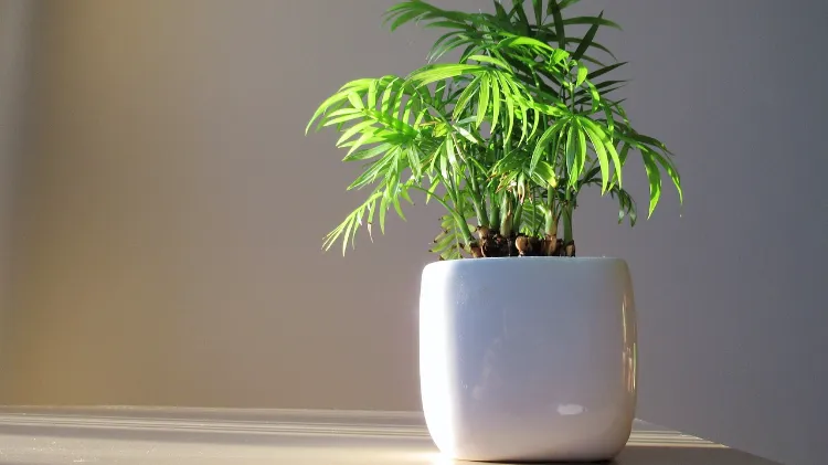 which are the plants that absorb the most co2 depollute purify climate effect bamboo indoor pot