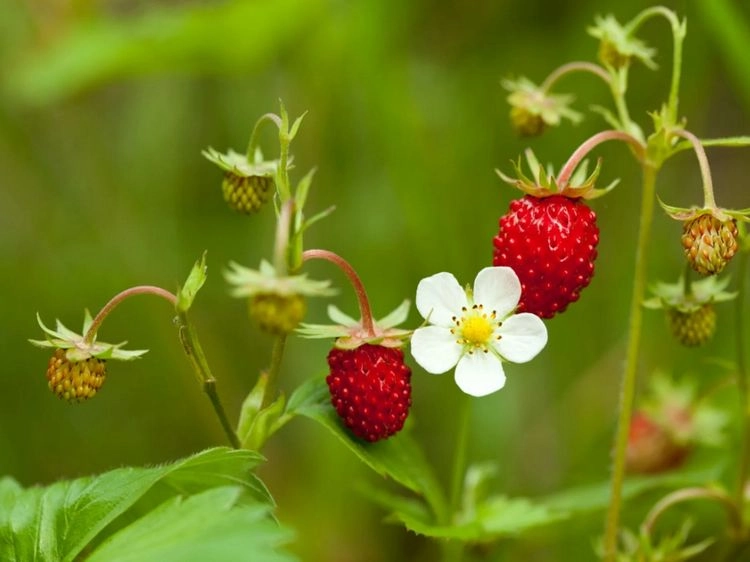 wild strawberries transform your garden into an oasis