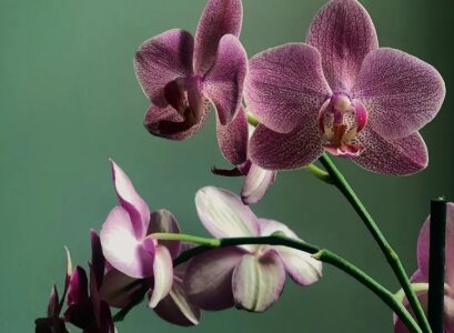 best orchid fertilizer coffee grounds banana peels rice water