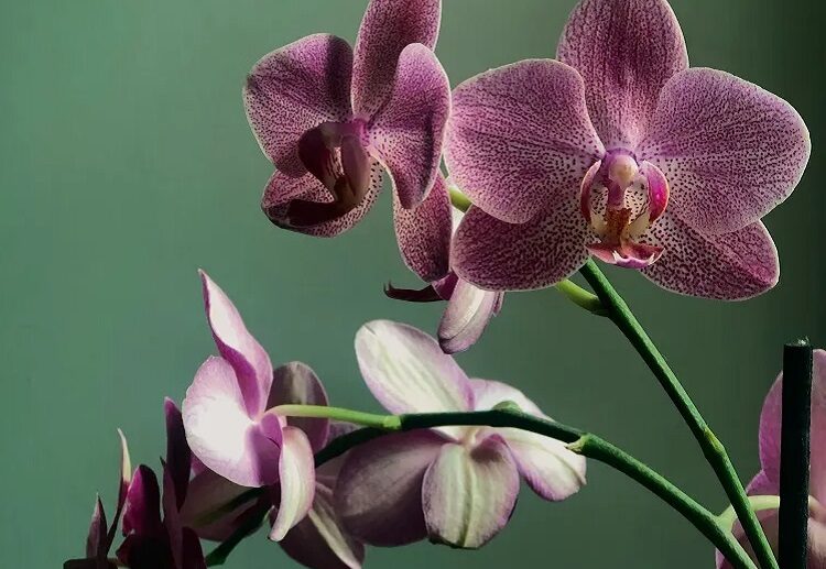 best orchid fertilizer coffee grounds banana peels rice water