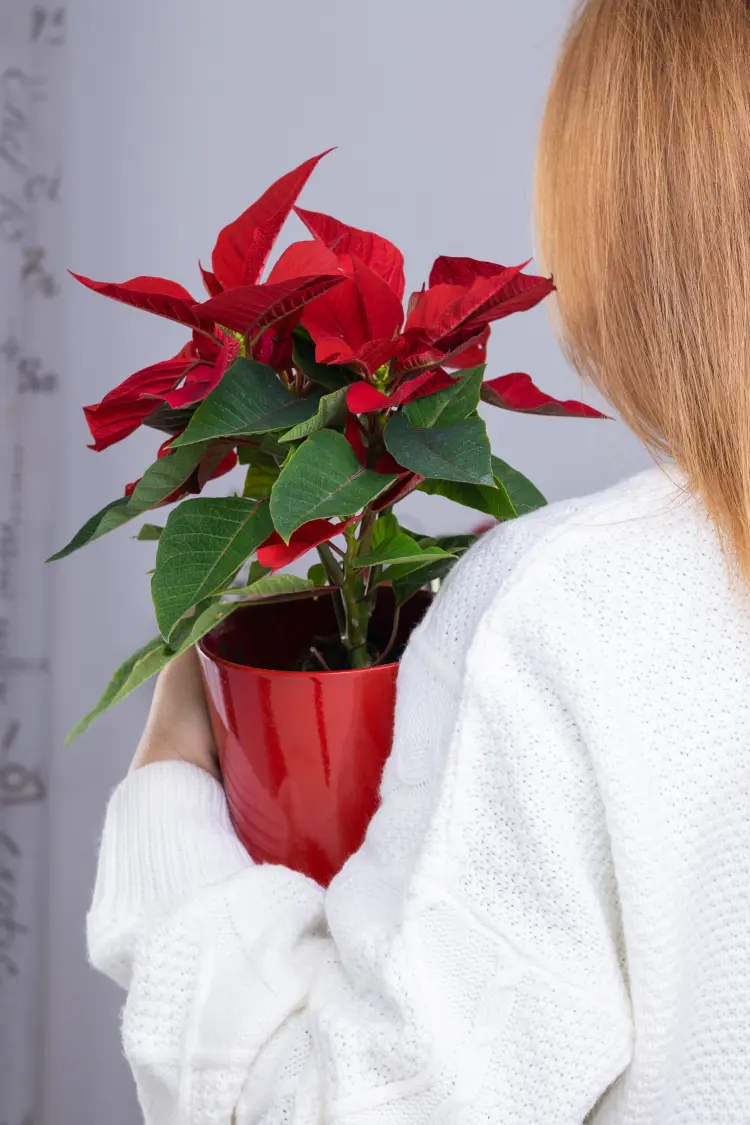 bring back to life poinsettia what to do to prolong lifespan