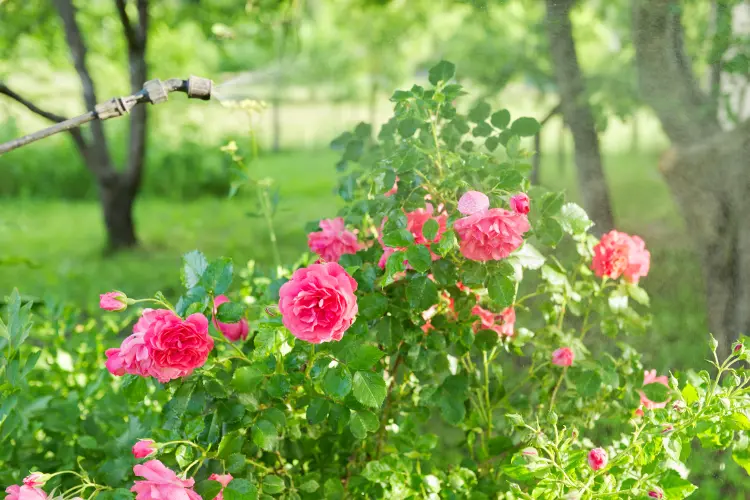 can we prune rosebushes in winter fall