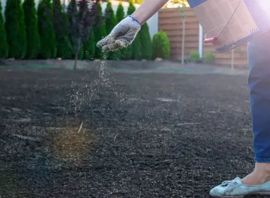 can you plant grass in november