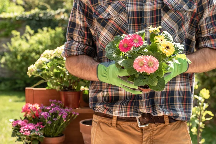 care tips for planting gerbera in ground pot