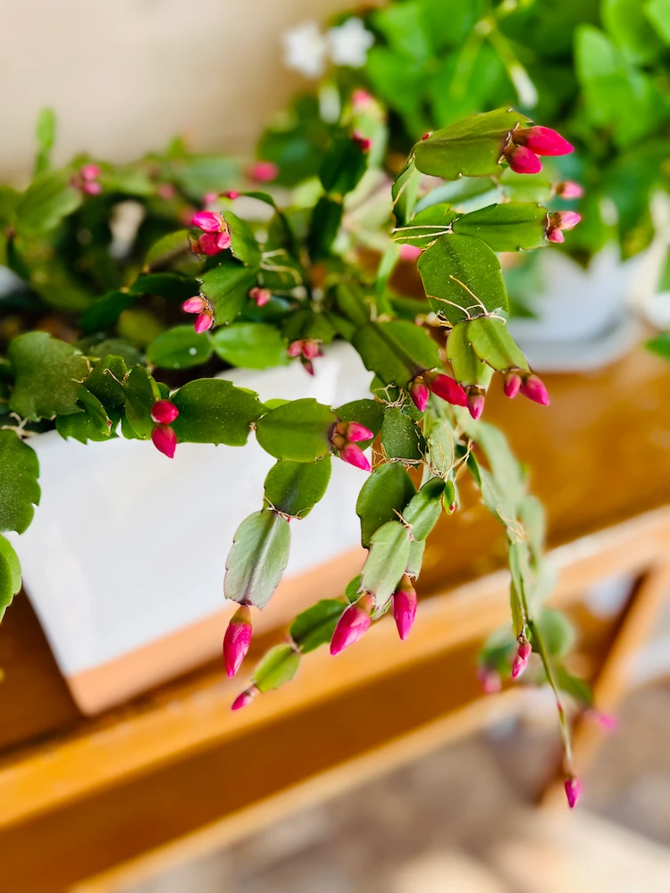 choose the right location for christmas cactus