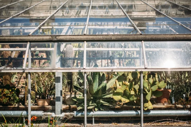 clean the windows of a greenhouse protective role cleaning important plant growth