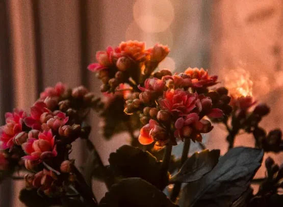 does kalanchoe fear the cold maintenance