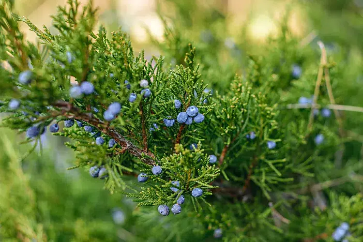 frost resistant evergreen shrub juniper