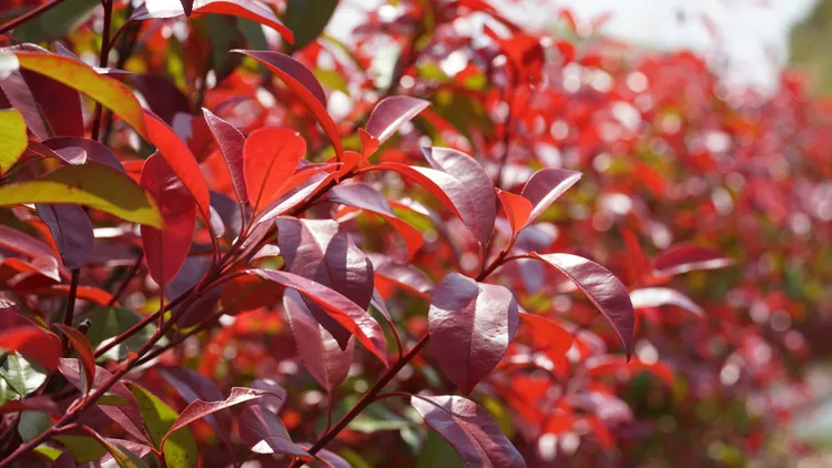 frost resistant evergreen shrubs photinia red robin