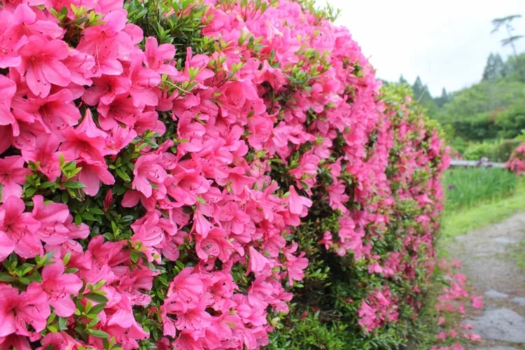 frost resistant evergreen shrubs rhododendron