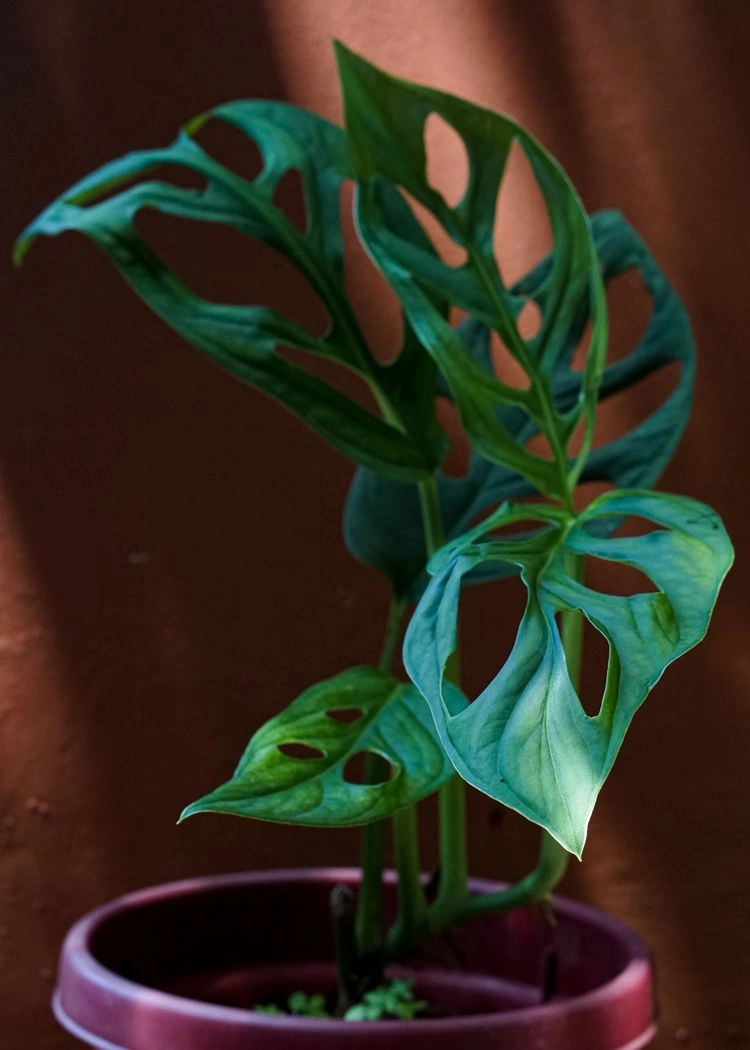 houseplants for dark rooms monstera “monkey leaf monstera adansonii