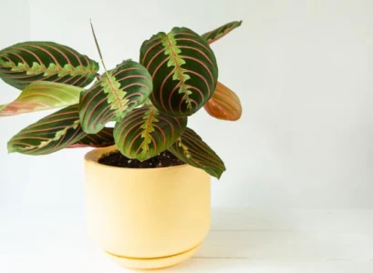 houseplants for dark rooms the most beautiful plants
