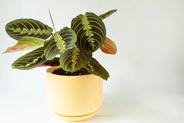 houseplants for dark rooms the most beautiful plants