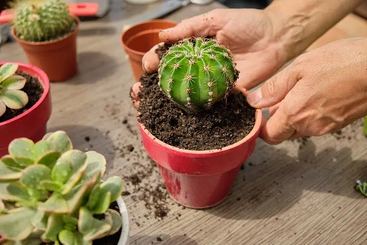 how often to water cactus in pot