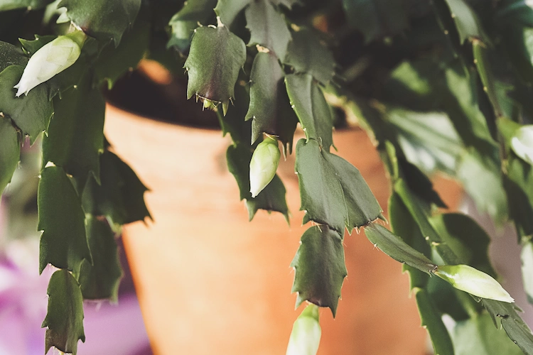 how to encourage bud ormation christmas cactus care tips