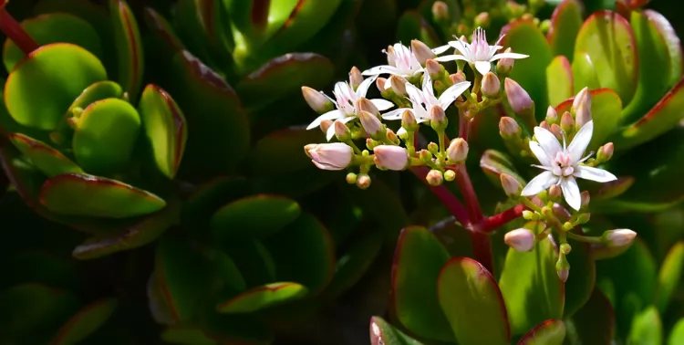 how to make a jade tree bloom at home what to do
