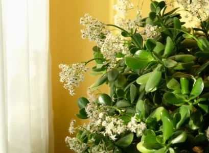 how to make a jade tree bloom indoors outdoors