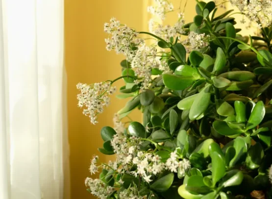 how to make a jade tree bloom indoors outdoors