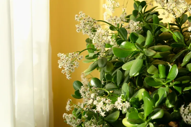 how to make a jade tree bloom indoors outdoors
