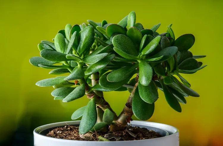 how to make a jade tree bloom what are the best conditions