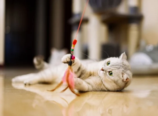 how to make cat toys yourself