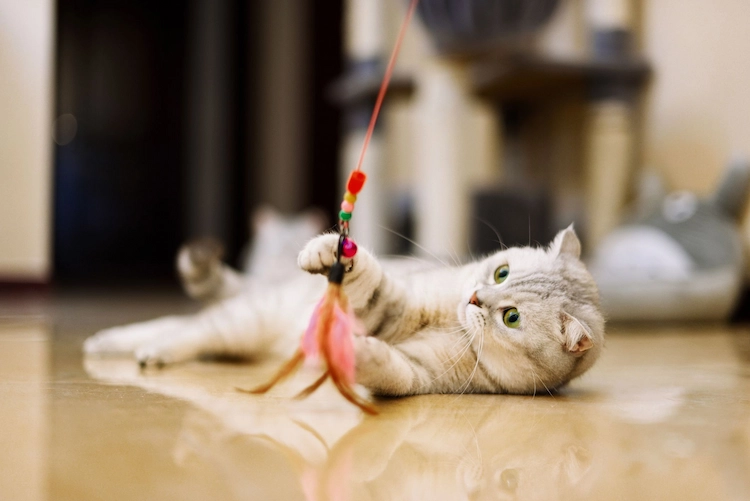 how to make cat toys yourself