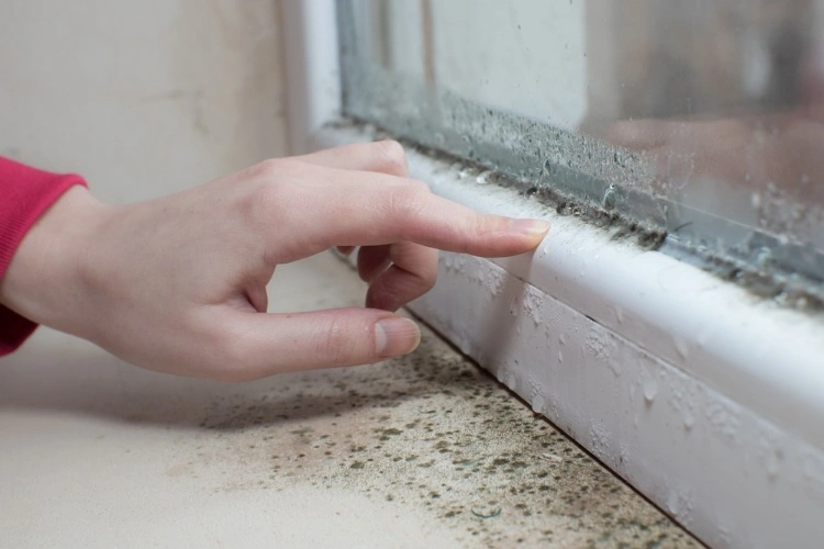 how to remove mold from window frame