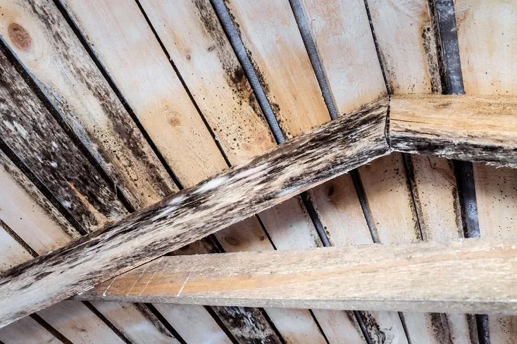 how to remove mold from wood