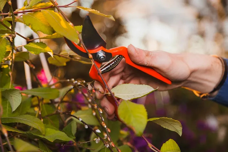 how to take stem cutting plants trees shrubs tips cuttings november winter