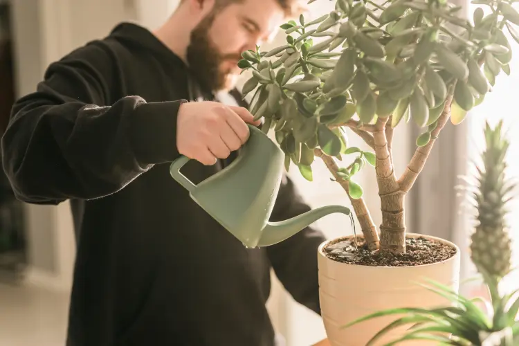 how to tell if a jade plant is thirsty