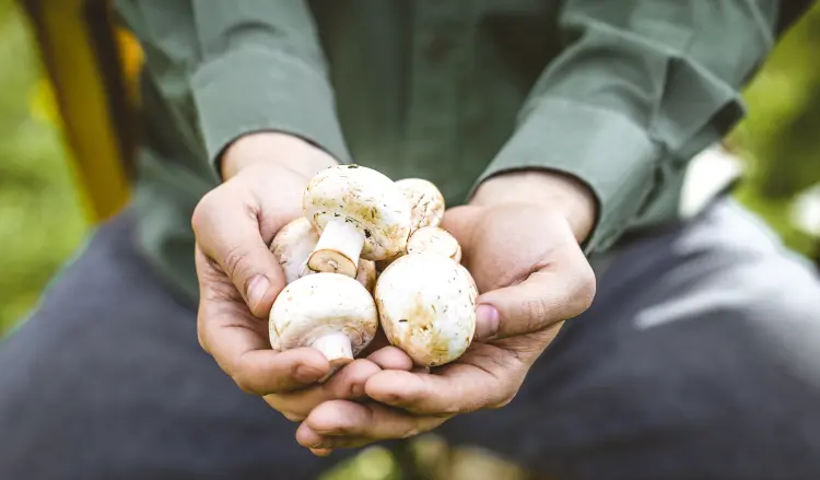 how when to plant mushrooms november garden
