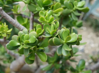 jade plant loosing its branches what to do