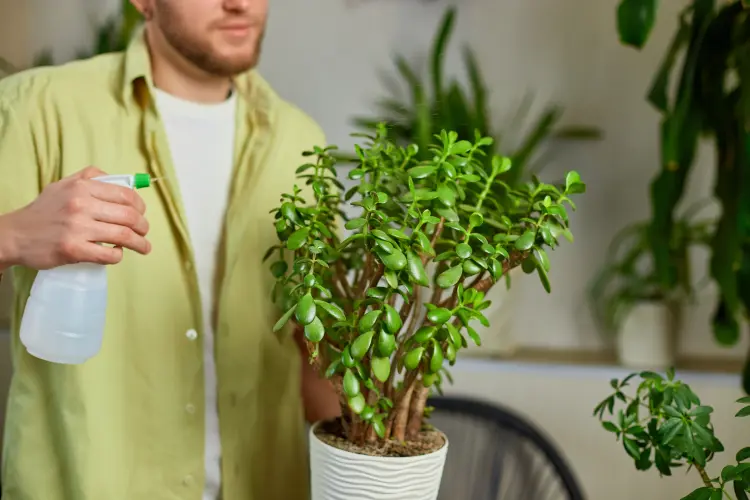 jade plant losing its branches causes solutions overwatering