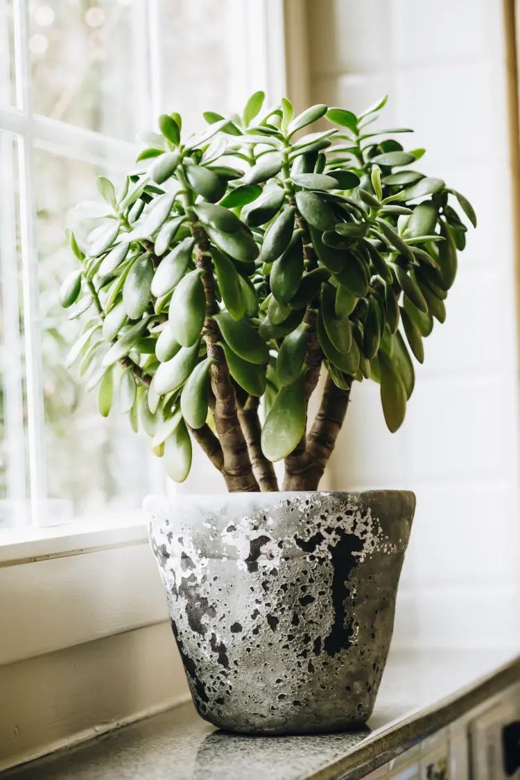 maintaining jade plant after it loses its branches