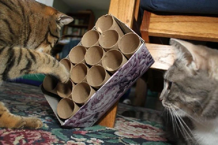 make your own cat toys from cardboard rolls
