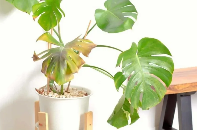 monstera leaves turning yellow brown how to fix it