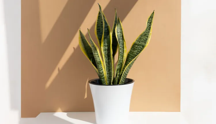 mother in laws tongue or sanseviere plants that absorb most co2 pollutants bamboo aloe vera