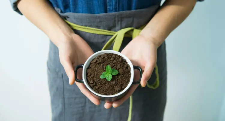 natural nitrogen fertilizer for plants coffee grounds