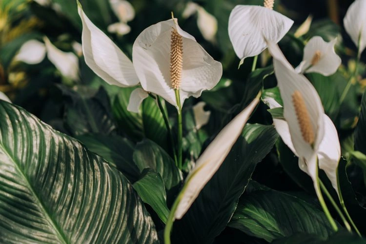 peace lily spathiphyllum low light plant